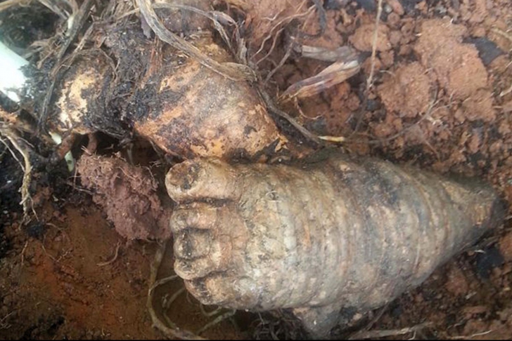 Credea că plantase morcovi. A rămas șocată când a găsit asta din grădină