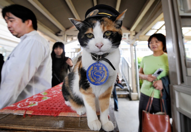 Pisica șef de gară