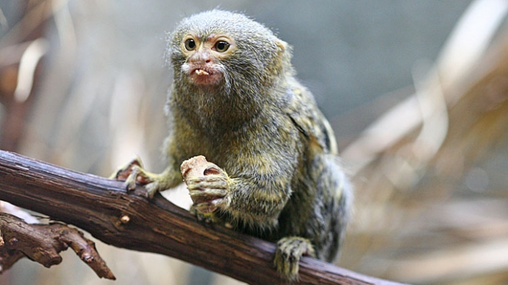 Cea mai mică maimuță din lume! E adorabilă!