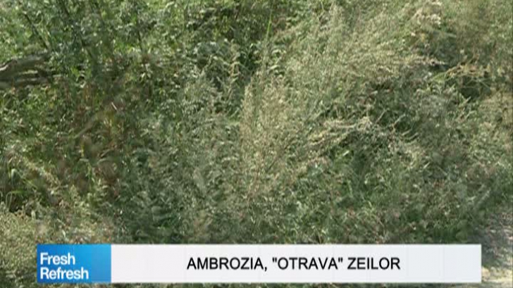 Fresh Refresh. Ambrozia, "otrava" zeilor: planta periculoasă care se găseşte şi în România