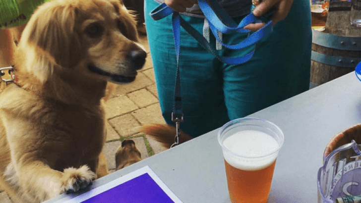 A fost lansată prima bere pentru câini din lume. Cât costă o sticlă