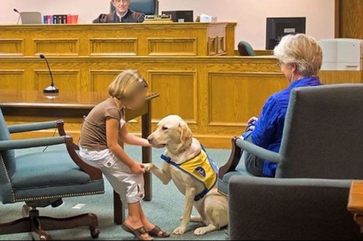 Câini special dresaţi ca să-i liniştească pe martorii de la procese. Unde se întâmplă asta