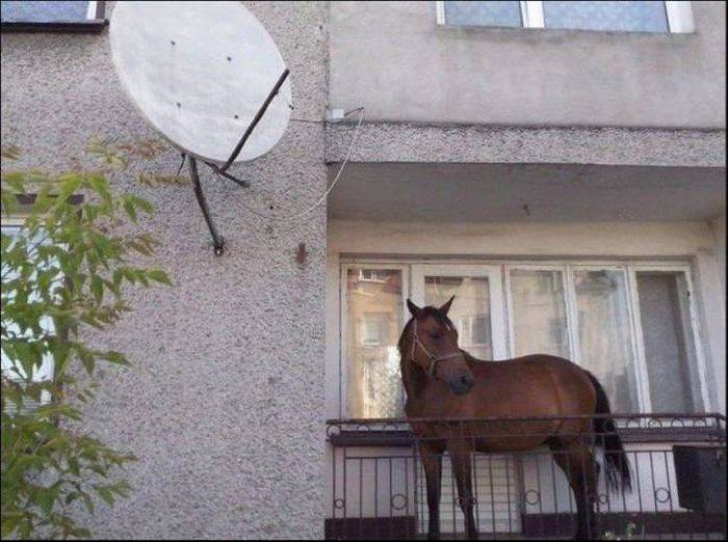 Formidabil! Ce a putut să aducă pe balcon un om din Craiova