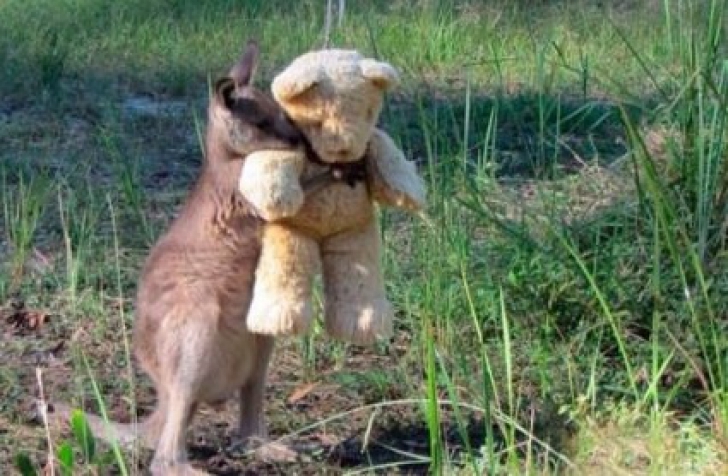 Povestea emoționantă a simpaticului cangur Doodlebug. A fost salvat după ce l-a lovit o mașină