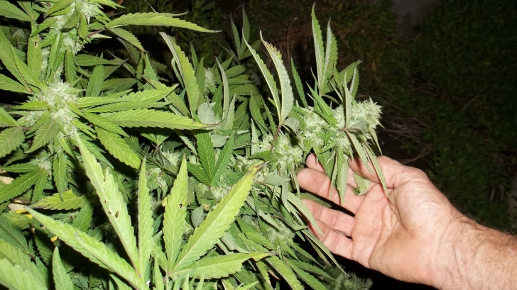 Cultură de cannabis, descoperită la Buzău. Trei persoane, reţinute. Cum funcţiona reţeaua