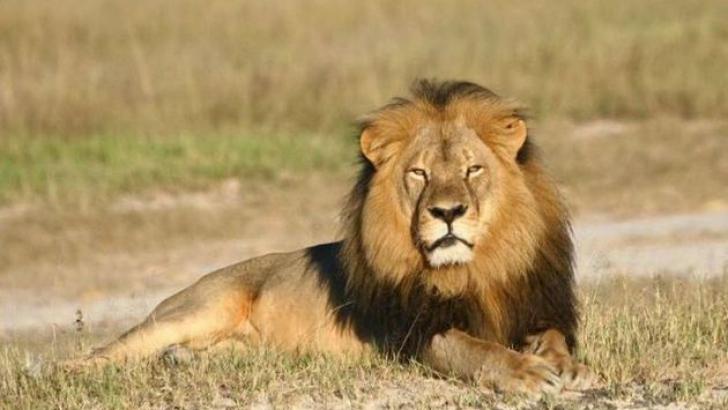 Anunţ neaşteptat despre puii leului Cecil, care a fost ucis de dentistul american. Este uimitor