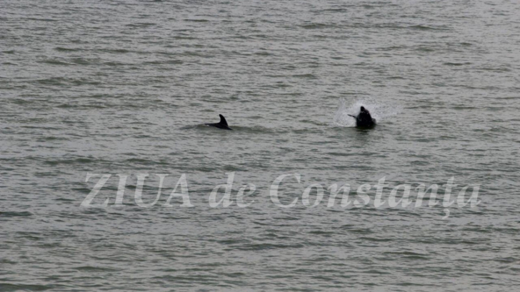 Spectacol: delfini aproape de ţărm, la Marea Neagră FOTO & VIDEO