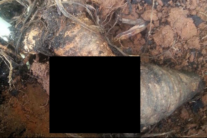 Credea că plantase morcovi. A rămas șocată când a găsit asta din grădină