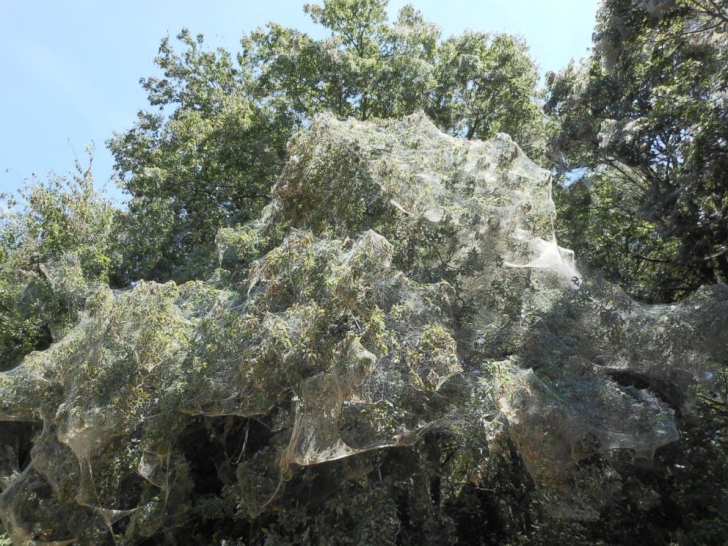 Pânză de păianjen uluitoare care a apărut peste noapte în copaci. Localnicii, uluiţi: are 400 m