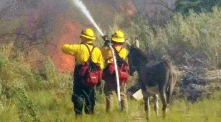 Gestul uluitor al unui măgăruş scăpat dintr-un incendiu. Pompierii au înlemnit când au văzut asta!