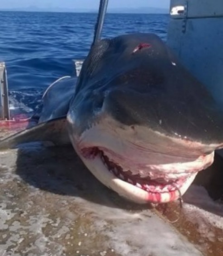 Terifiant! Un monstru marin a fost scos din adâncuri. Şi mort oamenii se îngrozesc când il văd! / Foto: Facebook.com
