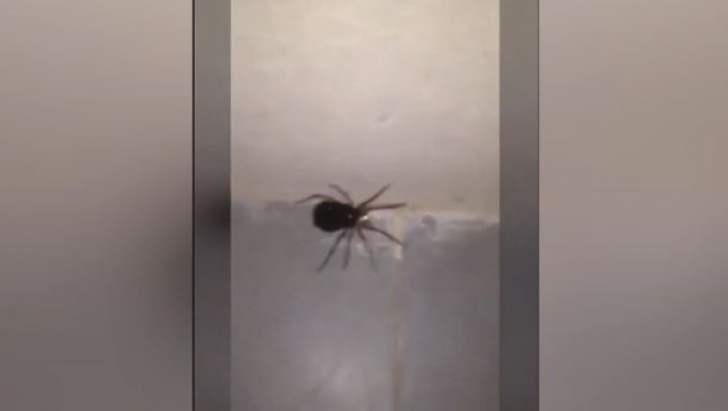Imagini bizare. Un păianjen uriaș a ”explodat”, eliberând sute de păianjeni mai mici
