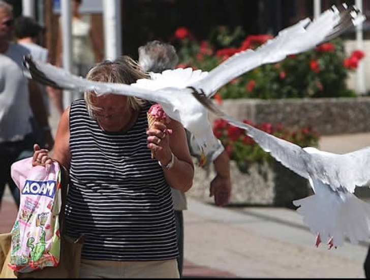 Atenţie mare! ,,Pescăruşii psihopaţi'' atacă turiştii aflaţi la plajă!