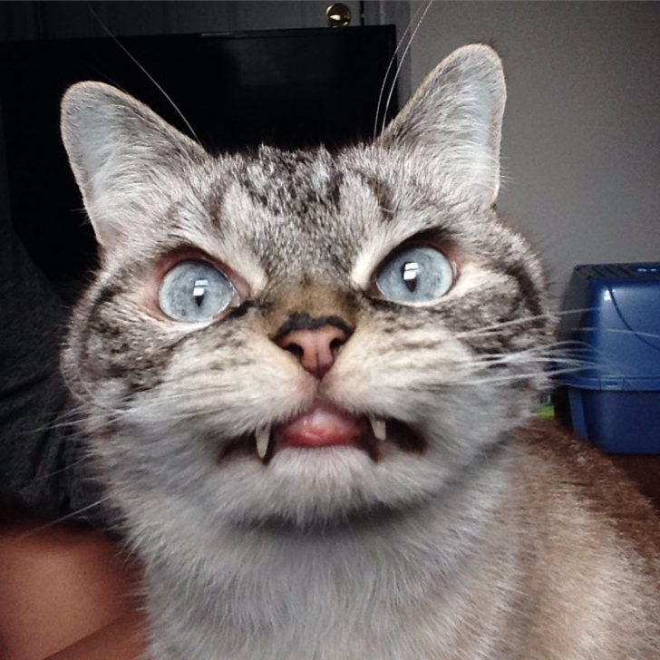 Cea mai malefică pisică din lume. Arată ca un vampir