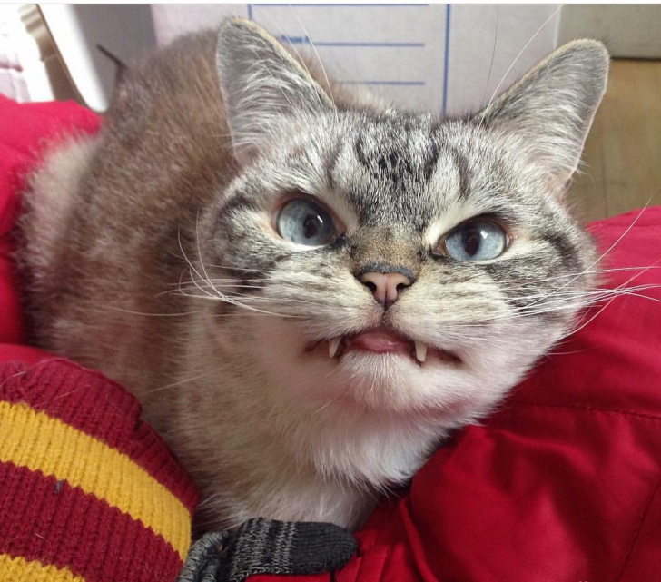 Cea mai malefică pisică din lume. Arată ca un vampir