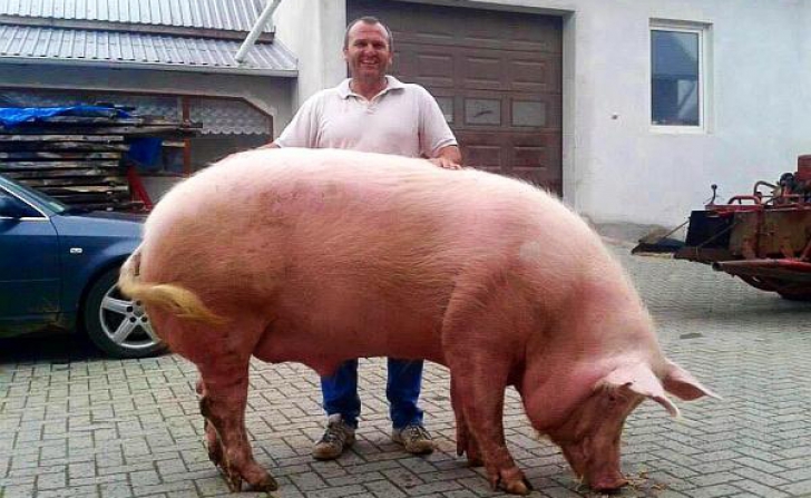 Porcul unui român s-a îngrăşat câte 1,5 kilograme pe zi. Ce greutate a indicat cântarul după 3 ani