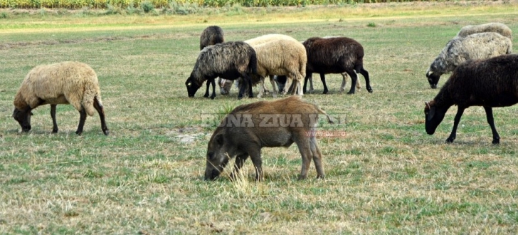 Caz unic în România. Ce se întâmplă în turma unui cioban din Iaşi / Foto: bzi.ro