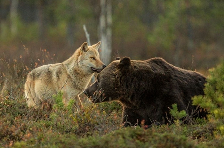 Neobișnuita prietenie dintre un urs și un lup. Imaginile care te lasă fără cuvinte