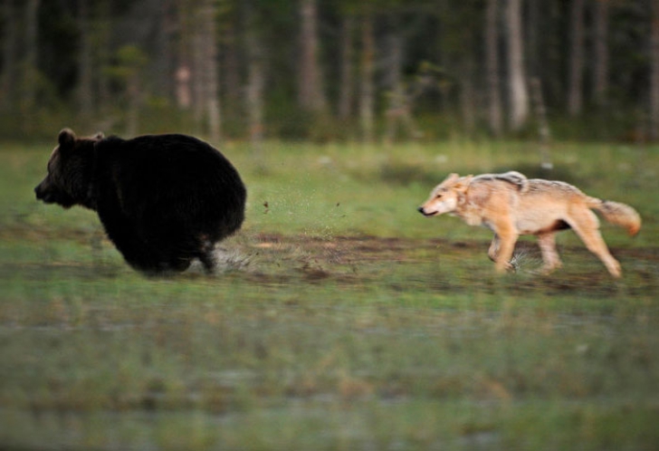 Neobișnuita prietenie dintre un urs și un lup. Imaginile care te lasă fără cuvinte