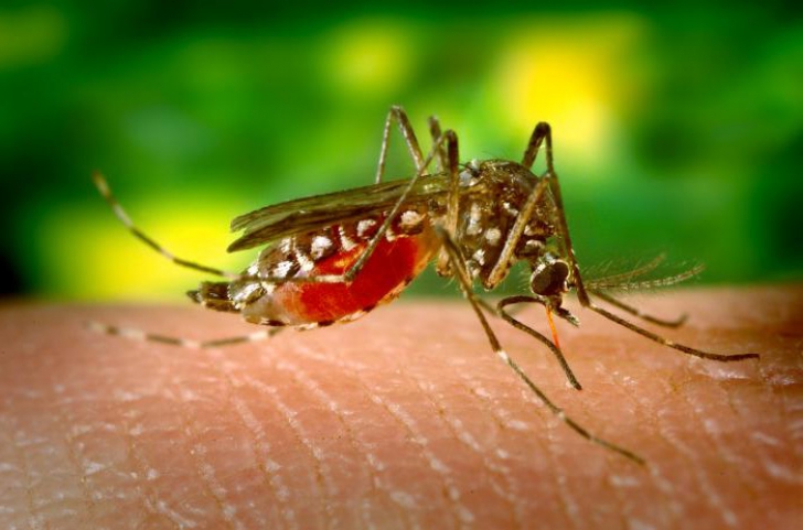 Primul caz de boală provocat de înțepătura țânțarului-tigru a fost confirmat