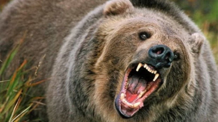 Adolescent de 14 ani din Harghita, la spital după ce a fost atacat de un urs