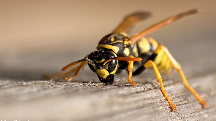 Atenţie la viespii şi albine! Din ce în ce mai mulţi români au ajuns la spital cu reacţii alergice