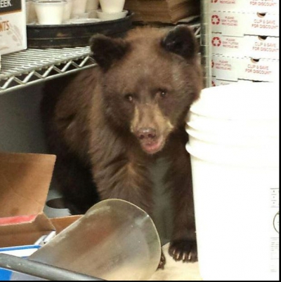 Un urs a intrat într-un restaurant să mănânce o pizza. Ce au descoperit angajații a doua zi