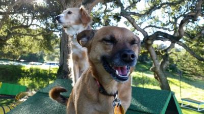 GALERIE FOTO. Cei mai fericiţi câini din lume. Au un zâmbet de milioane