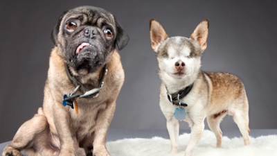 Fotografii emoționante. Cum arată cei mai drăguți câini cu dizabilități
