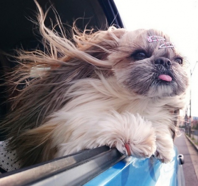 Cea mai cochetă căţeluşă de pe internet. Fotografii adorabile