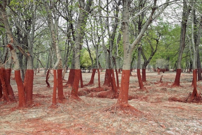Fotografii uluitoare care par trucate, dar sunt cât se poate de reale! - Pădure după o revărsare de substanţe toxice, Ungaria 