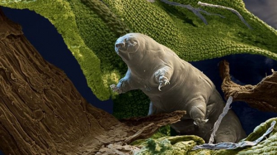 Creatura invizibilă care trăieşte &icirc;n orice mediu. Ce sunt urşi de apă?