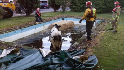 "Misiune" inedită pentru pompieri. Ce a trebuit să "salveze" dintr-o piscină