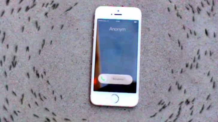 Experiment bizar: ce efect are un telefon iPhone asupra unor furnici VIDEO