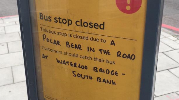 Staţie de autobuz din Londra, închisă din cauza unui "urs polar". Ce se întâmplase