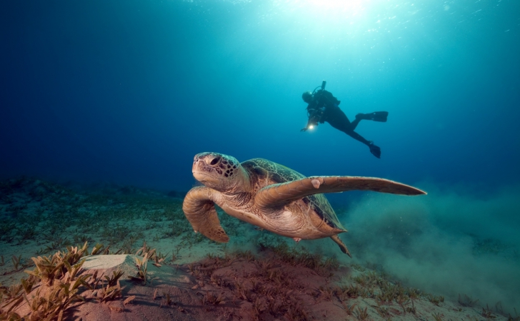 A fost descoperită cea mai veche fosilă a unei broaște țestoase marine. Vezi cum arată