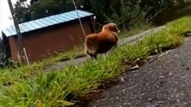 Reacţia incredibilă a unui căţel când stăpânul său se prăbuşeşte la pământ