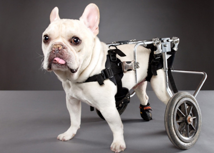 Fotografii emoționante. Cum arată cei mai drăguți câini cu dizabilități