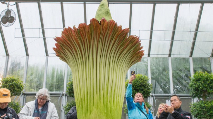 O floare cu miros de cadavru a atras mii de vizitatori la o grădină botanică din SUA. Cum arată