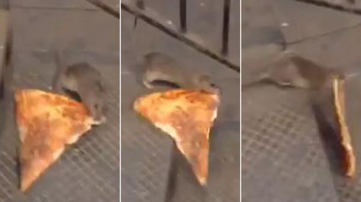 A devenit viral: şobolan filmat, la New York, în timp ce încerca să ducă o felie de pizza acasă