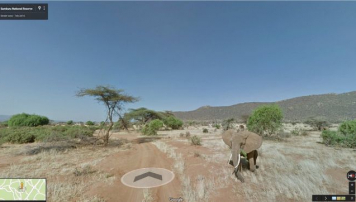 Google Street View le oferă internauţilor posibilitatea să se "plimbe" printre elefanţi