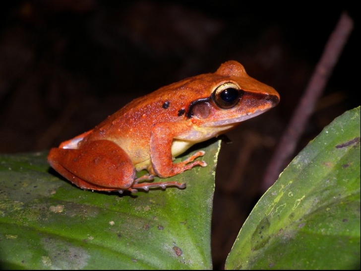 O nouă specie de broască în Bolivia. Cercetătorii vor să-i atribuie numele în urma unei licitaţii