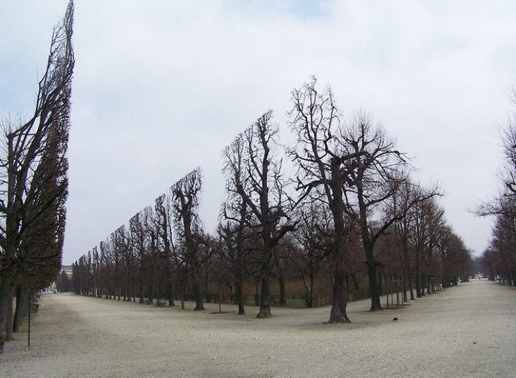 Fotografii uluitoare care par trucate, dar sunt cât se poate de reale! - Pomi în Grădina Schonbrunn