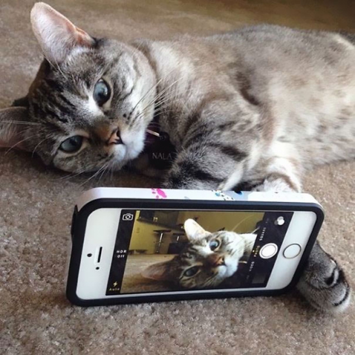 Ea este Lana, cea mai populară pisică de pe Instagram. Câte persoane o "urmăresc"