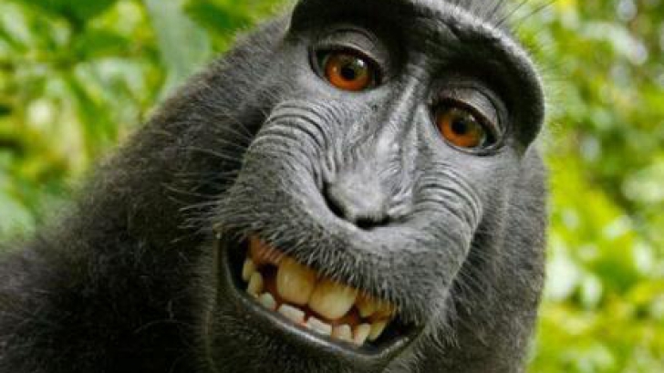 Proces bizar: judecătorii trebuie să decidă cui aparţine această poză - maimuţei sau fotografului?