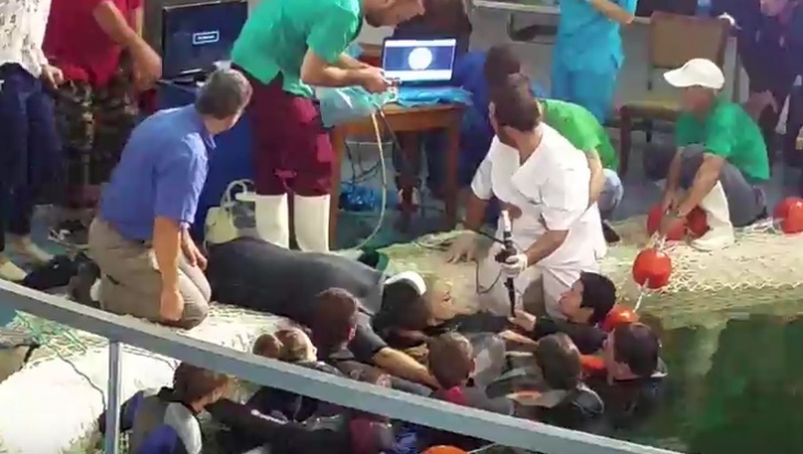 Operaţiune inedită la Constanţa: 20 de persoane au intervenit pentru a salva delfinul Ni-Ni