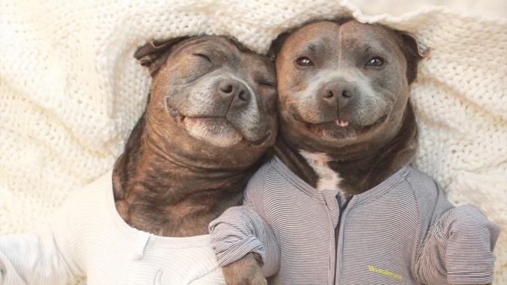 Sunt absolut adorabili. Imaginile cu doi câini amuzanți fac înconjurul Internetului