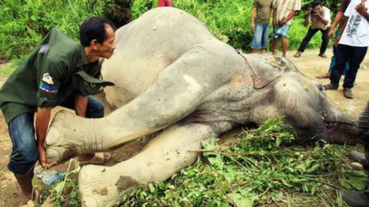 Povestea elefantului Yongki, ucis de braconier. Întreaga Indonezie este indiganată
