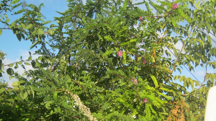 Fenomen neobişnuit petrecut la Constanţa: salcâmul cu flori mov a înflorit a doua oară 