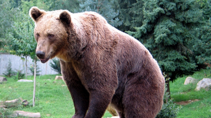 VIDEO. Un urs se plimbă nestingherit prin Suceava. Nimeni nu ştie cum a ajuns acolo